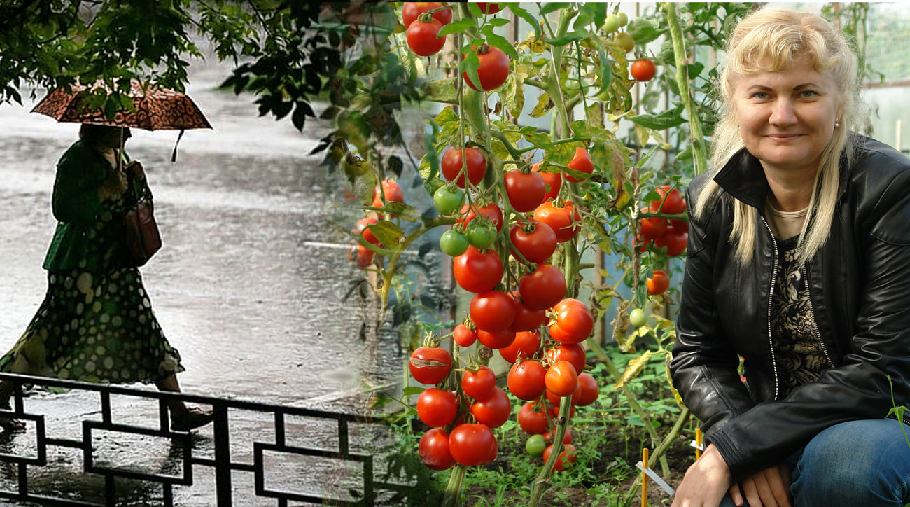 Семена томатов для плохой погоды. Коллекция семян Биотехники