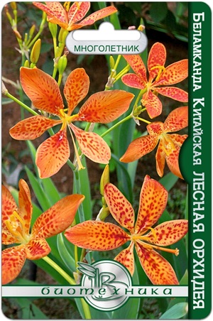 Беламканда китайская или Цветок леопарда Лесная орхидея