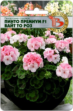 Пеларгония садовая Пинто Премиум  F1  Вайт то Роз