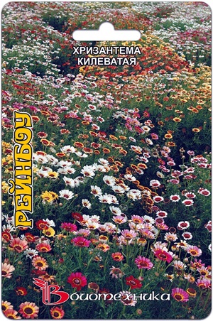 Хризантема килевая смесь расцветок Рейнбоу
