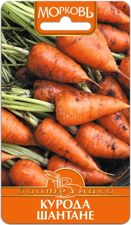 Морковь Курода Шантане описание сорта, отзывы, фото