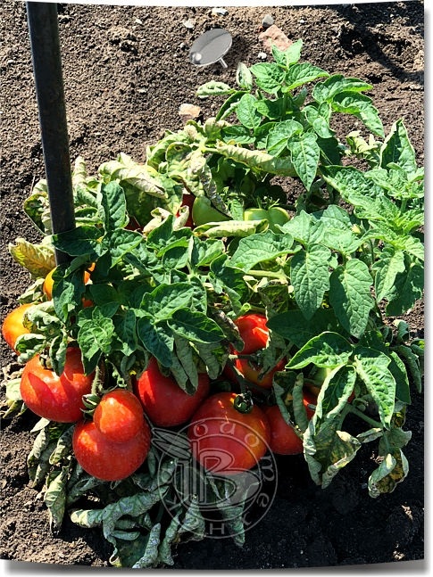Биотехника томат семена семен светлаков фото