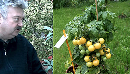 Выращивание томатов.